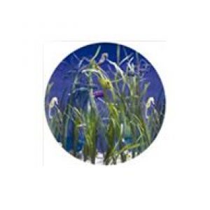 Revêtement Decoh! Océan pour piscine acier…