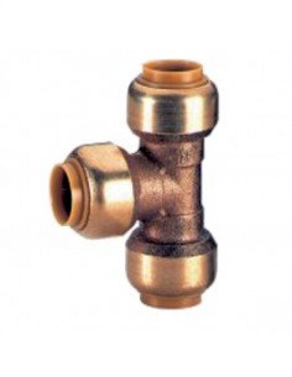 Té égal et réduit Femelle Femelle Femelle